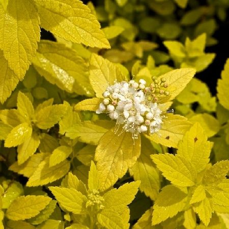 Спирея Вайт Голд (Spiraea japonica White Gold) японская