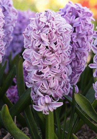 Гиацинт Сплендид Корнелия (Hyacinth Splendid Cornelia)